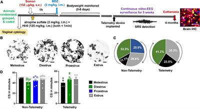 Soman (GD) Rat Model to Mimic Civilian Exposure to Nerve Agent: Mortality, Video-EEG Based Status Epilepticus Severity, Sex Differences, Spontaneously Recurring Seizures, and Brain Pathology